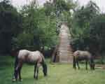 Billy und Bobby und Tipi